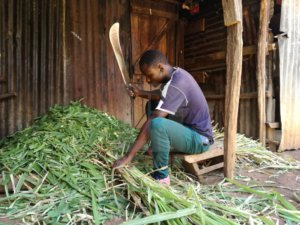 machetecuttinggrassforlivestock